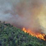 Bosbrand Litore kost 4 levens